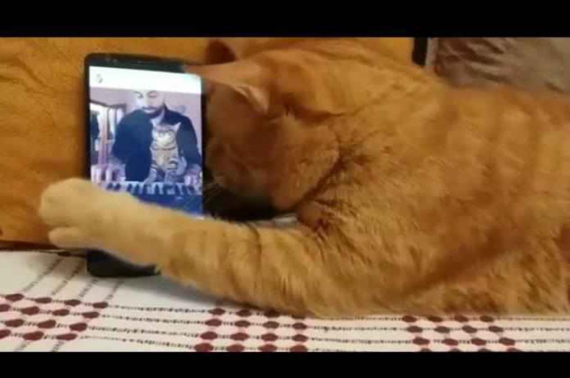 Hartverwarmend: blinde kat knuffelt smartphone als hij zijn favoriete muziek hoort