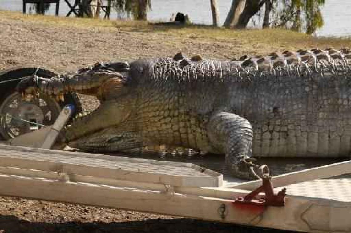 Krokodil van meer dan 5 meter doodgeschoten in Australië