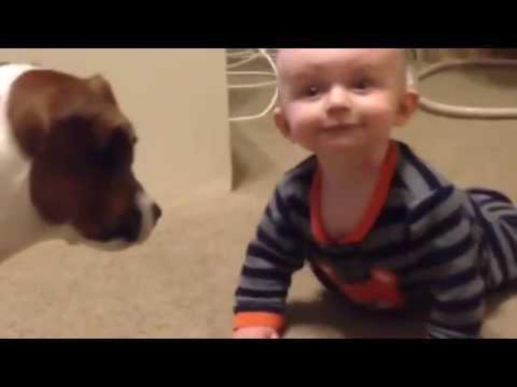 Hond wil baby leren kruipen