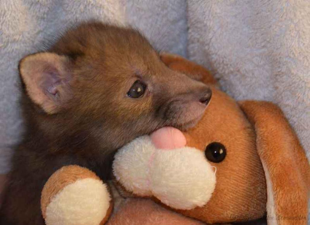 Dit vosje is beste vrienden met een knuffelkonijn
