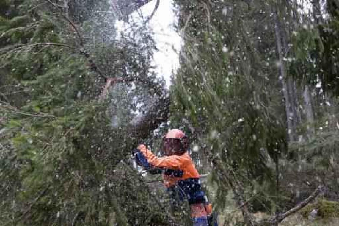 Zakdoekjesfabrikant kapt Scandinavische bossen kaal