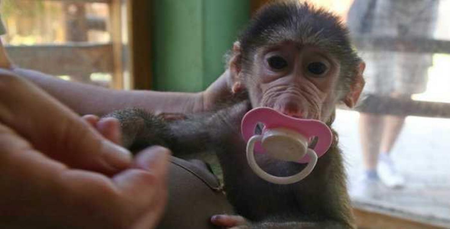 Ouders stelen aapje uit zoo van Skopje als cadeau voor hun dochter