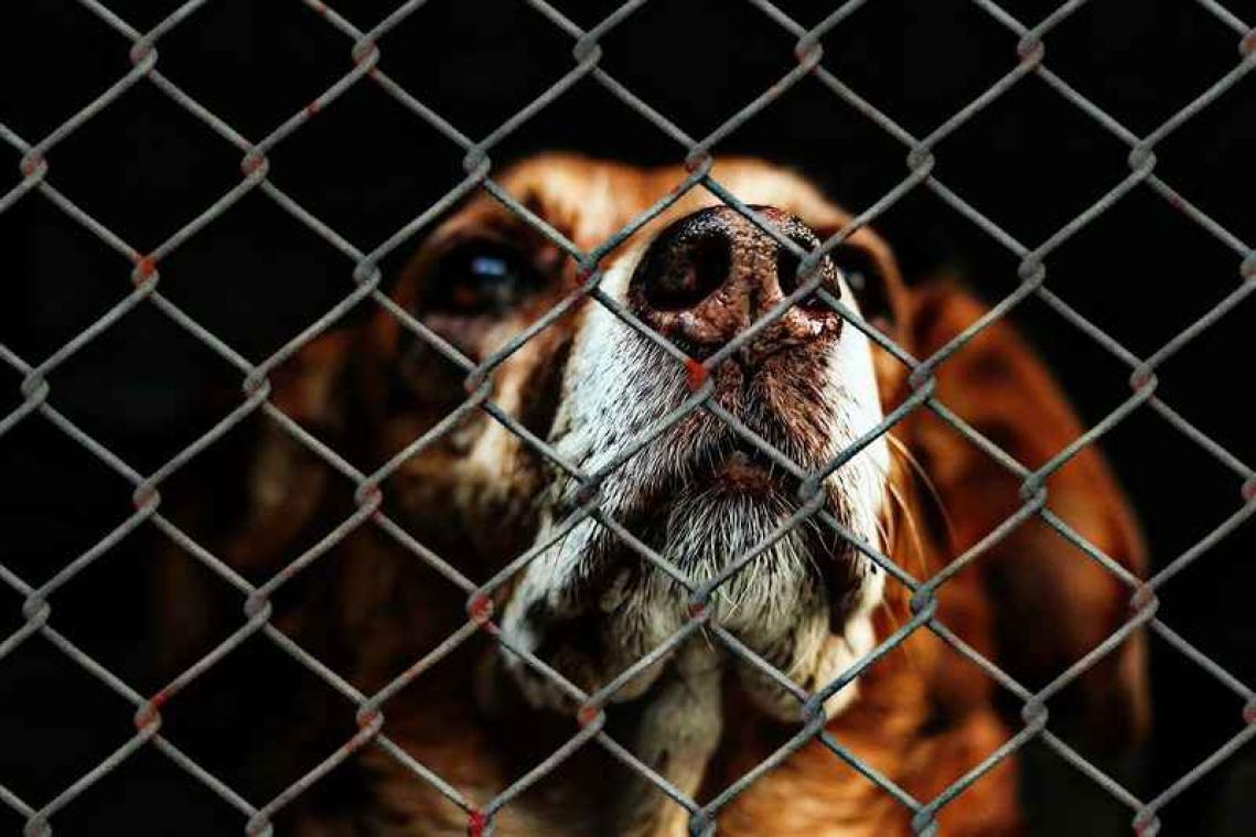 Weyts pleit voor databank van alle dierenasielen