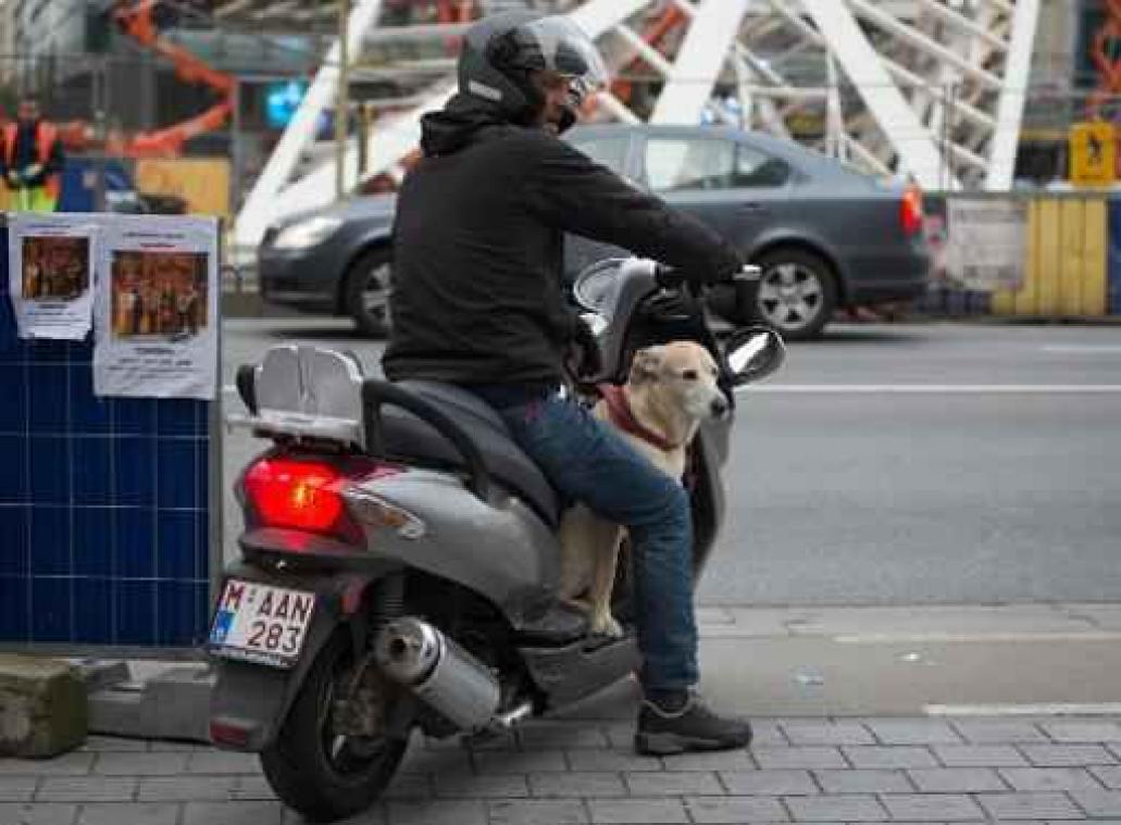 Helft bromfietsen in overtreding bij controle door Brusselse politie