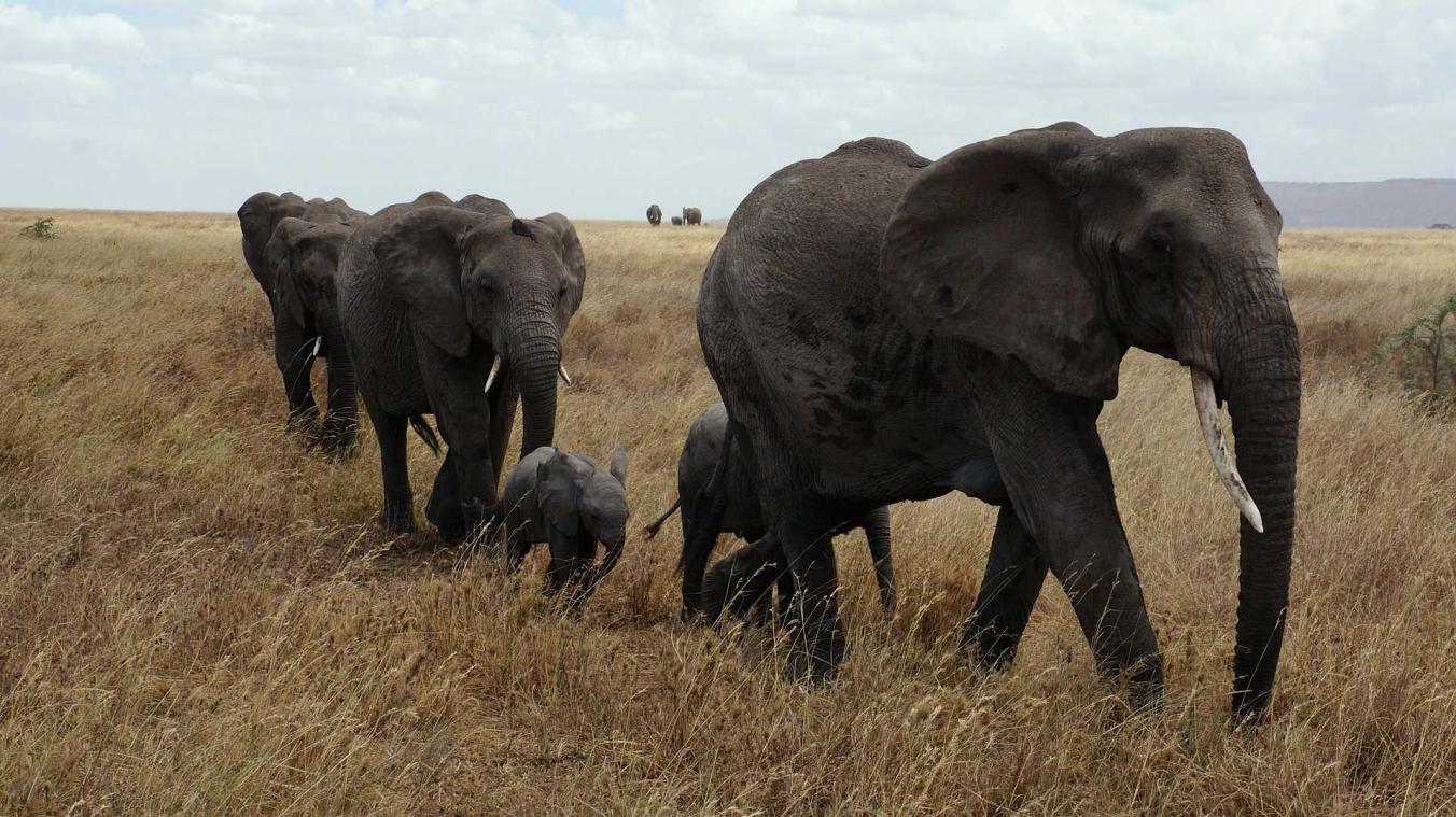 Nederlands gezin zit vier dagen vast tussen wilde dieren
