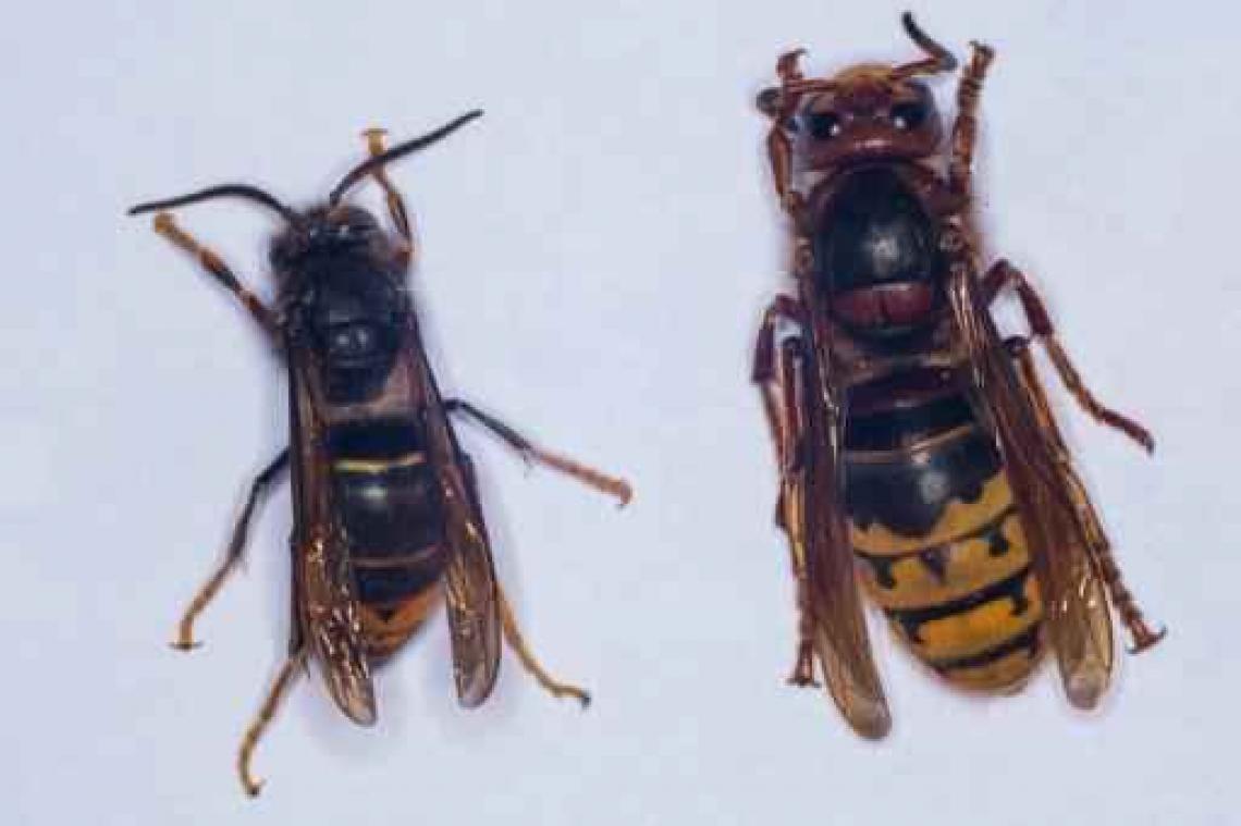 Europese hoornaars doodgemept door "onnodige paniek over monsterwespen"