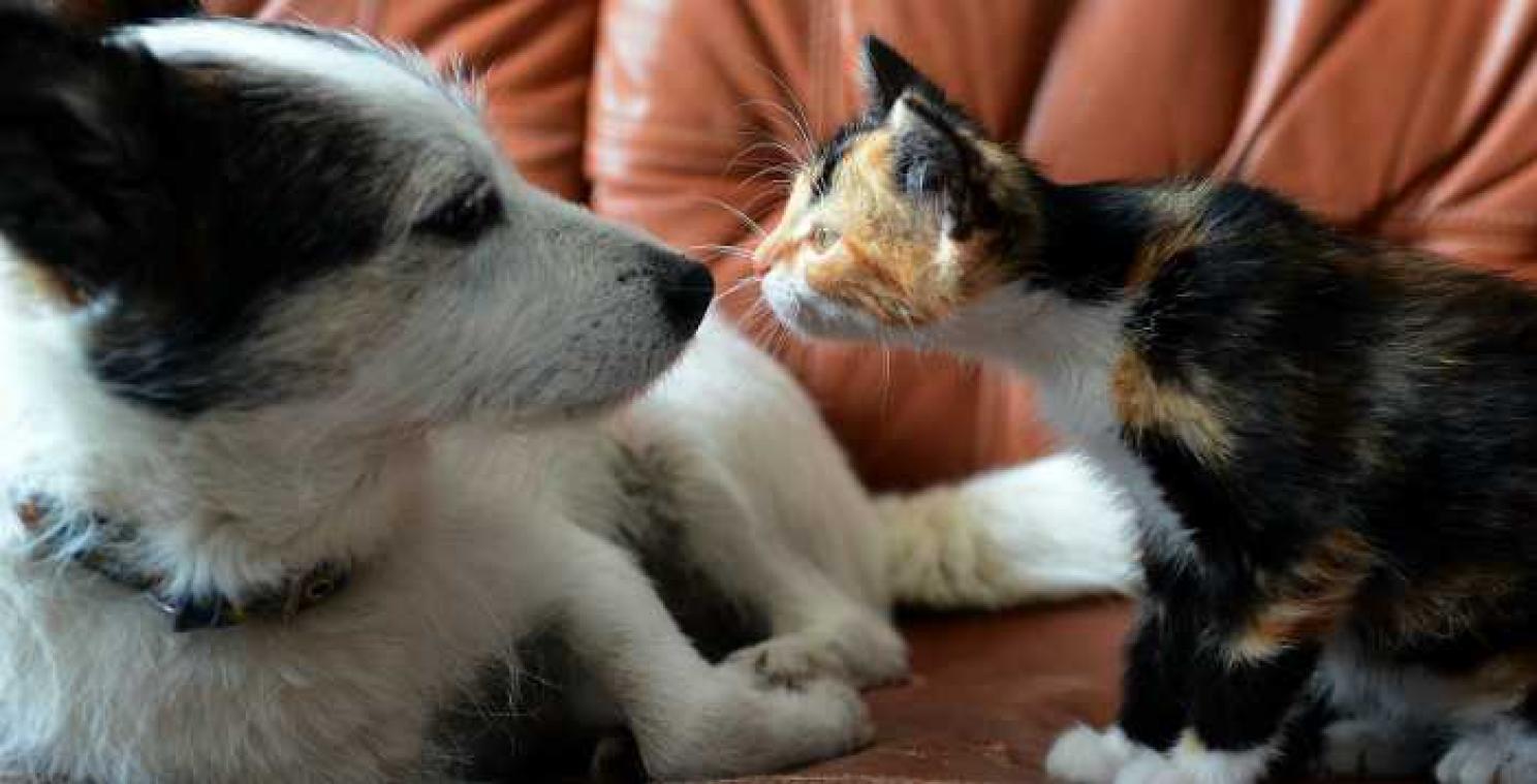 Wetenschappelijk bewijs: katten zijn beter dan honden (op evolutionair vlak)