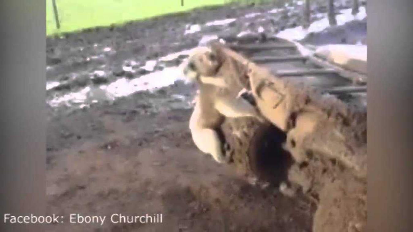 Ondeugende koala wilt paren met quad