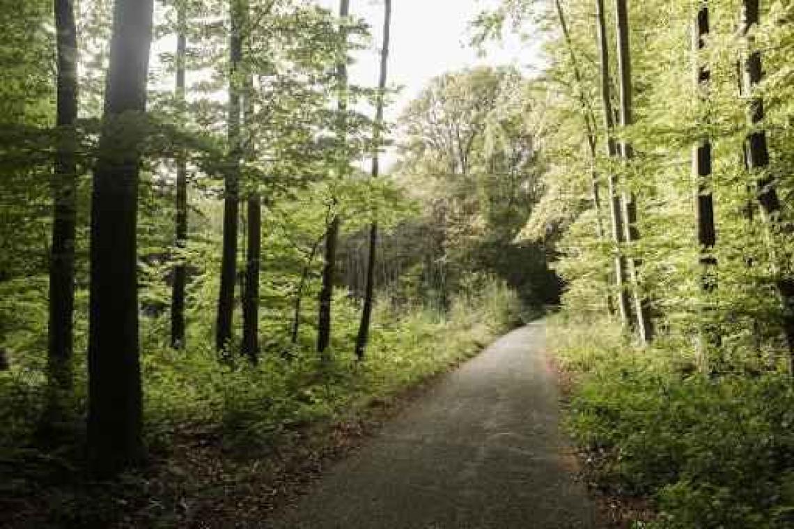 Week van het Bos in het teken van bewegen in het bos