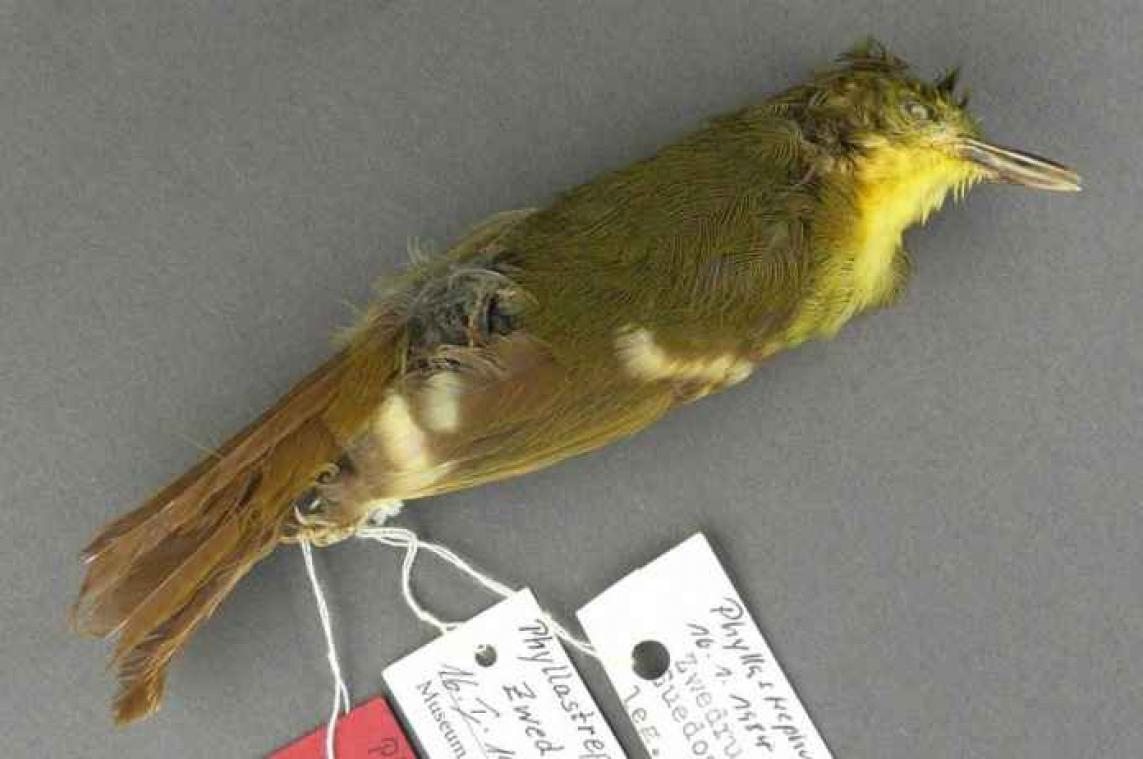 Oeps: wetenschappers zoeken naar vogel die niet bestaat
