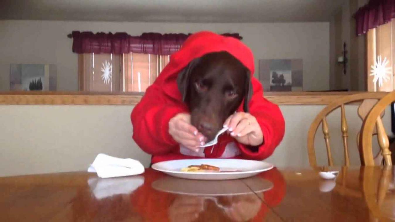 Deze hond heeft tafelmanieren