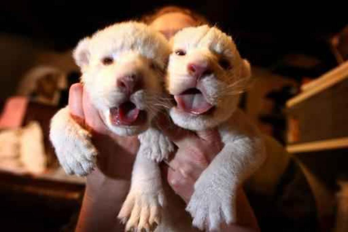 Weyts sluit Olmense Zoo