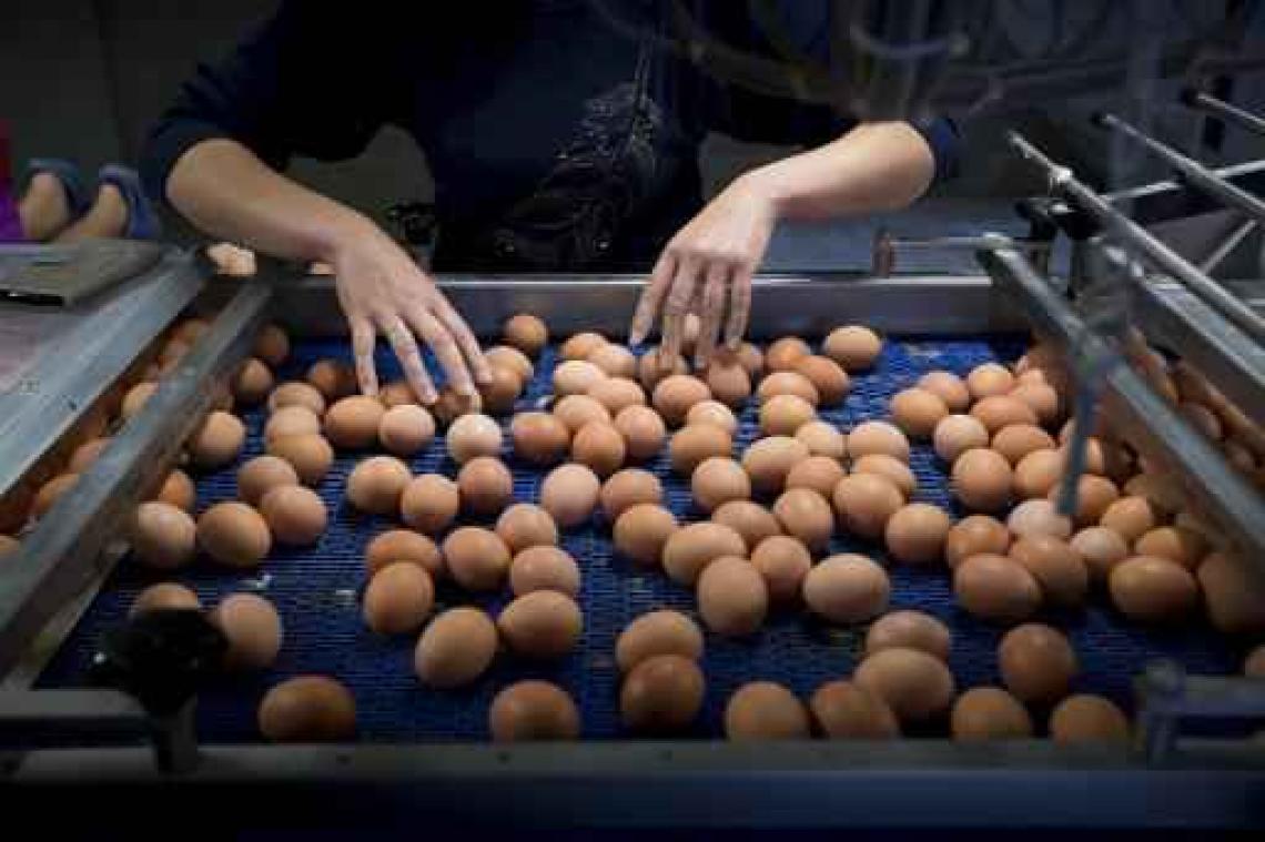 Fipronil in eieren - Al 14 miljoen euro schade door fipronilcrisis