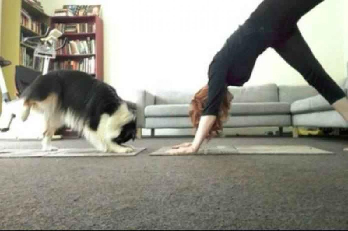 Deze hond is een krak in yoga