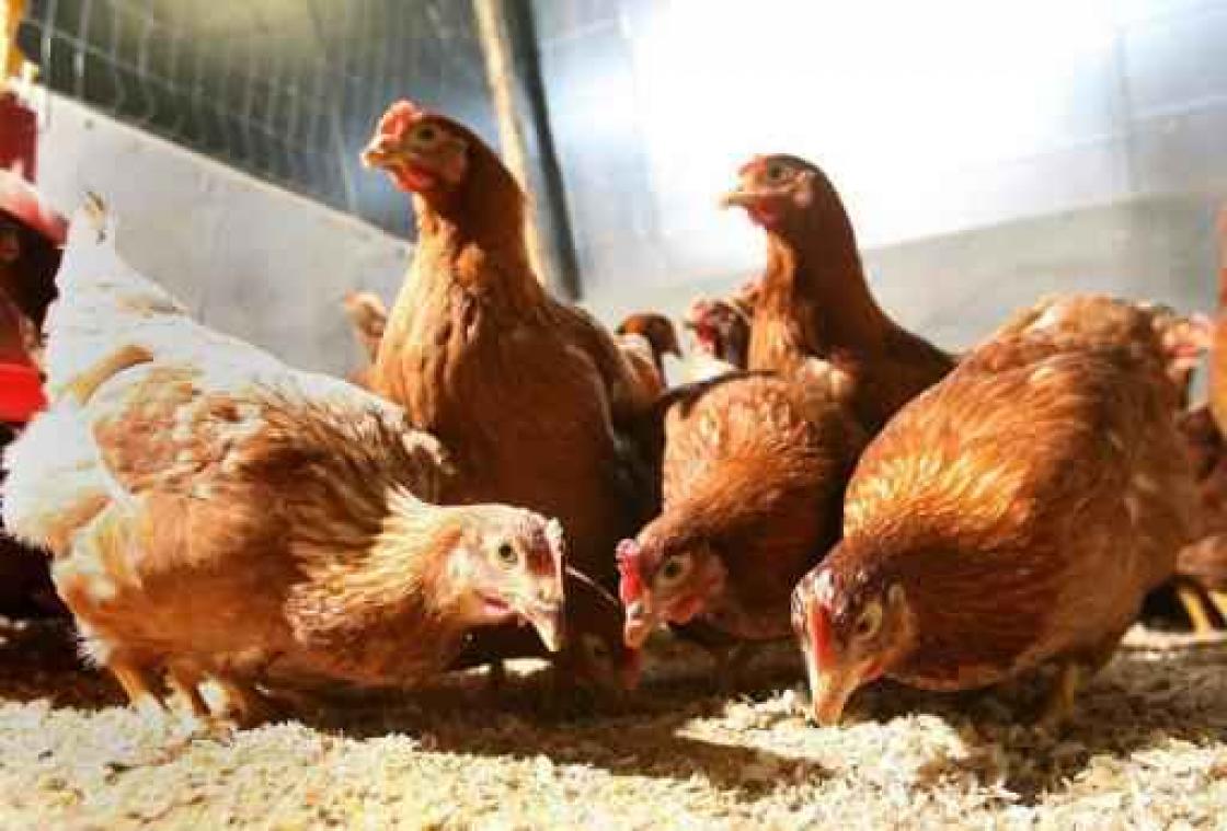 Vogelgriep vastgesteld bij bedrijf in Zeeland