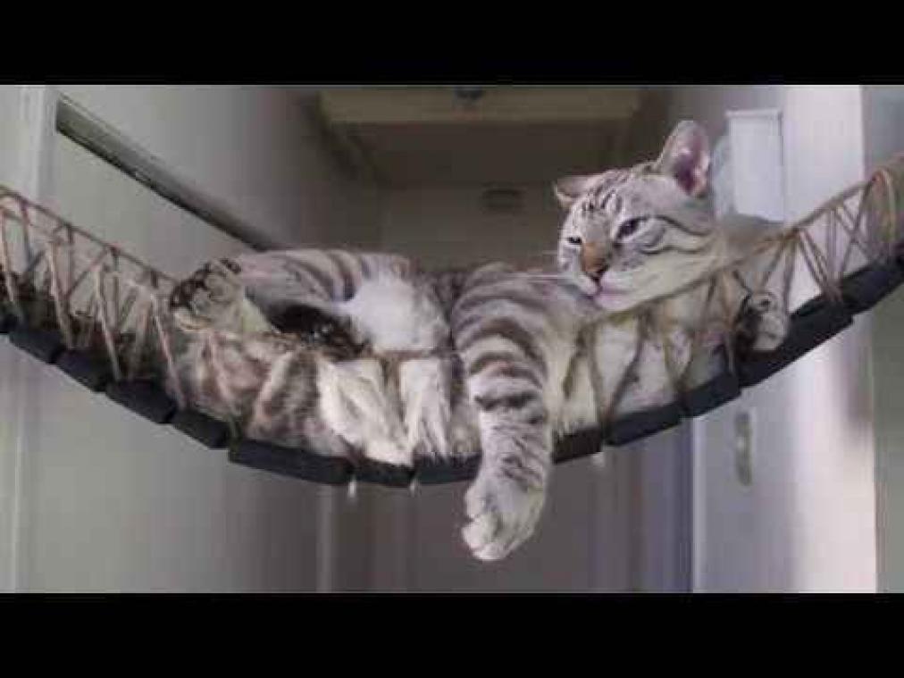 VIDEO. De coolste meubels voor katten