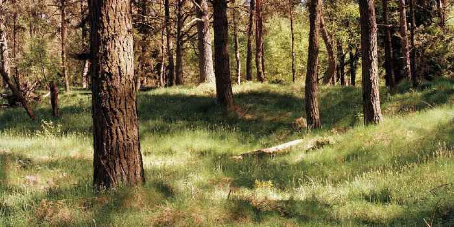 Zoek de sluipschutter in deze natuurfoto's