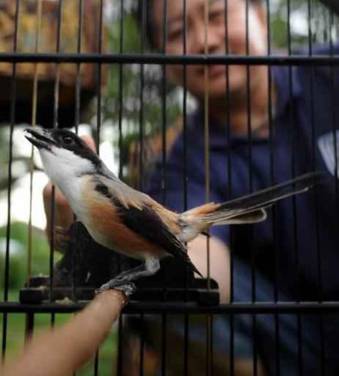 Langstaartklauwier duikt voor het eerst op in België