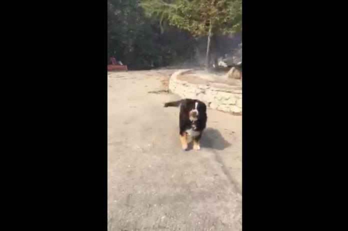 Hartverwarmend: hond overleeft bosbrand en wacht op baasjes