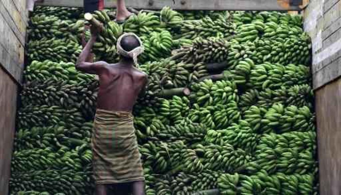 FAO luidt noodklok over bananenziekte