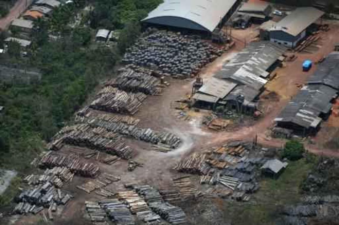 Europa start procedure tegen België in strijd tegen illegale houthandel