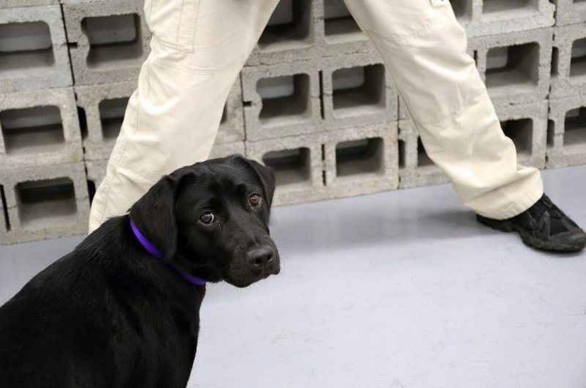 CIA ontslaat Lulu, de "ongeïnteresseerde" explosievenhond