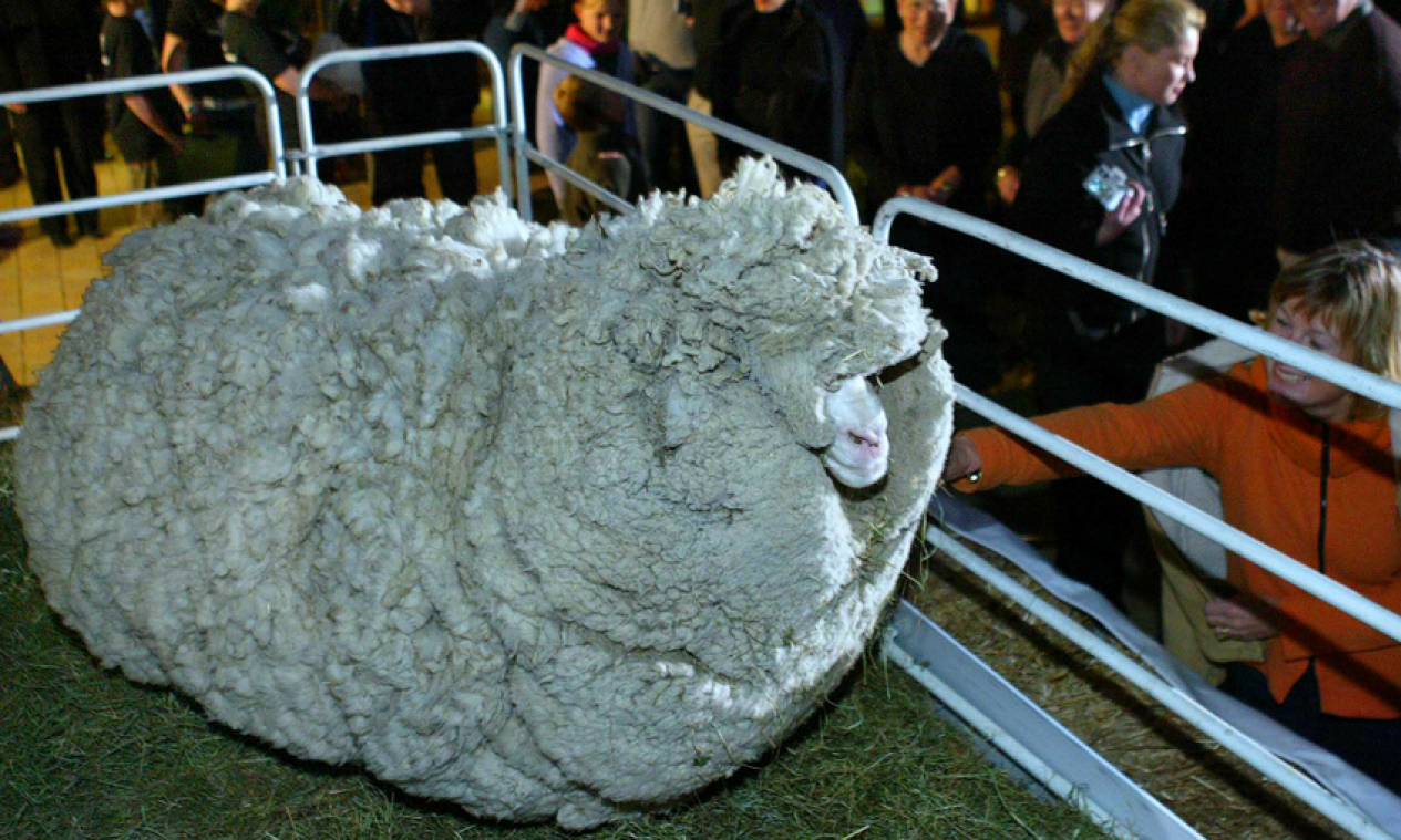 Zo ziet een schaap eruit dat zes jaar lang niet geschoren werd