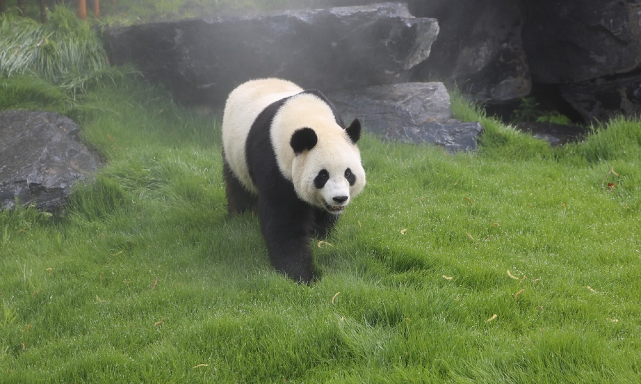 Panda's Pairi Daiza  helpen afvalberg te verminderen