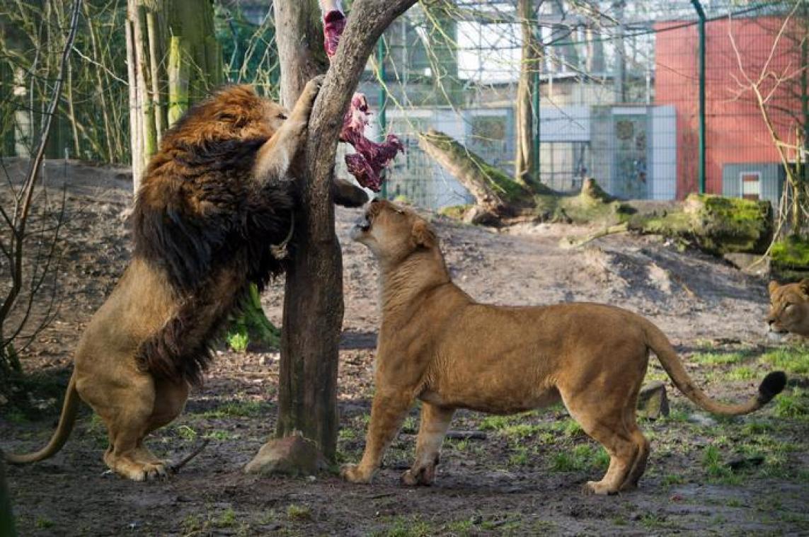 Dode paarden moeten op wachtlijst in dierentuin