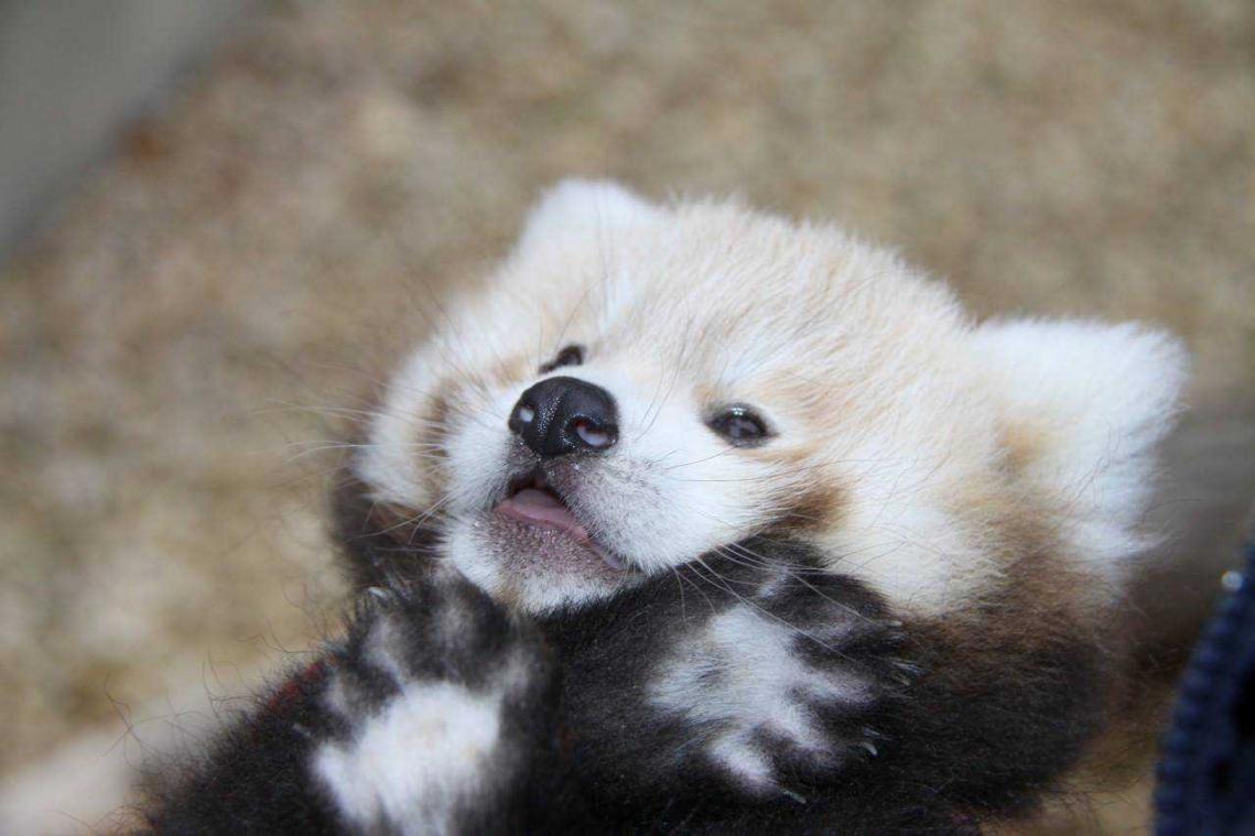Rode panda-baby verwarmt alle harten