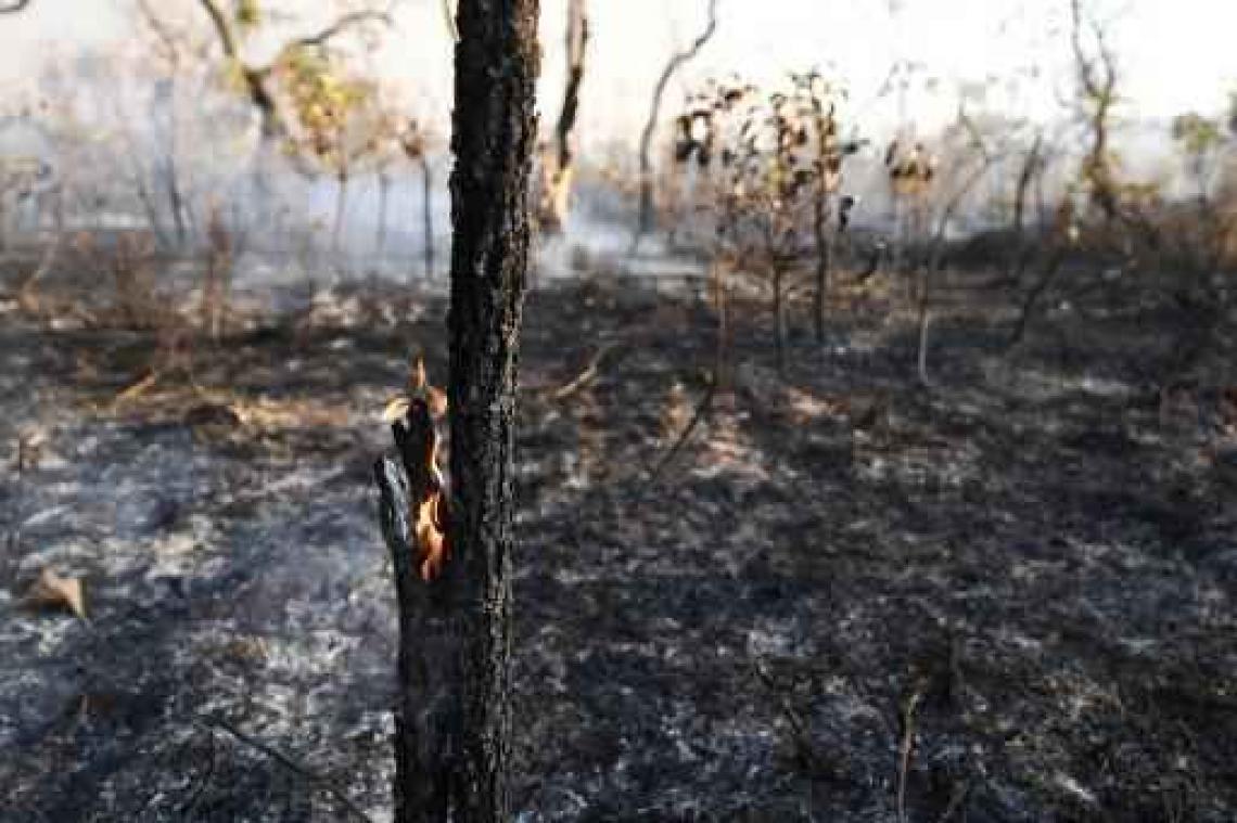 Recordhoeveelheid bos ging in 2016 verloren