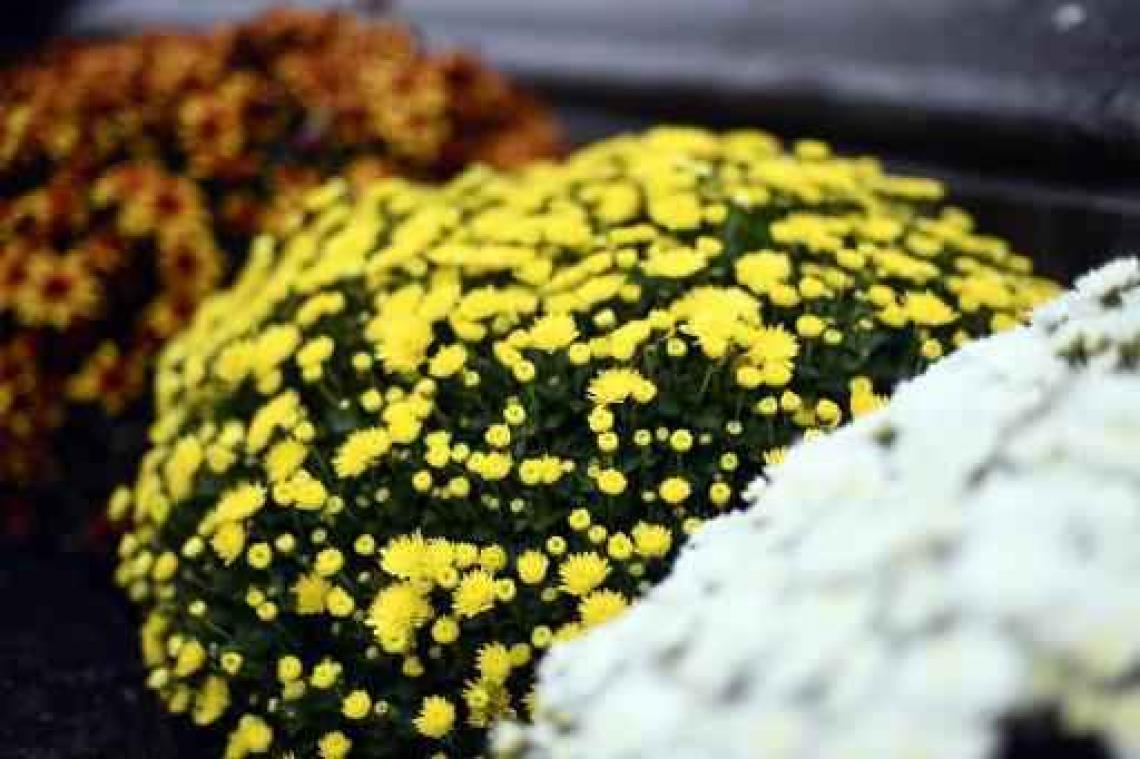 Verdwijningszaak na 31 jaar opgelost: Nelly Lauwers lag in een anoniem graf