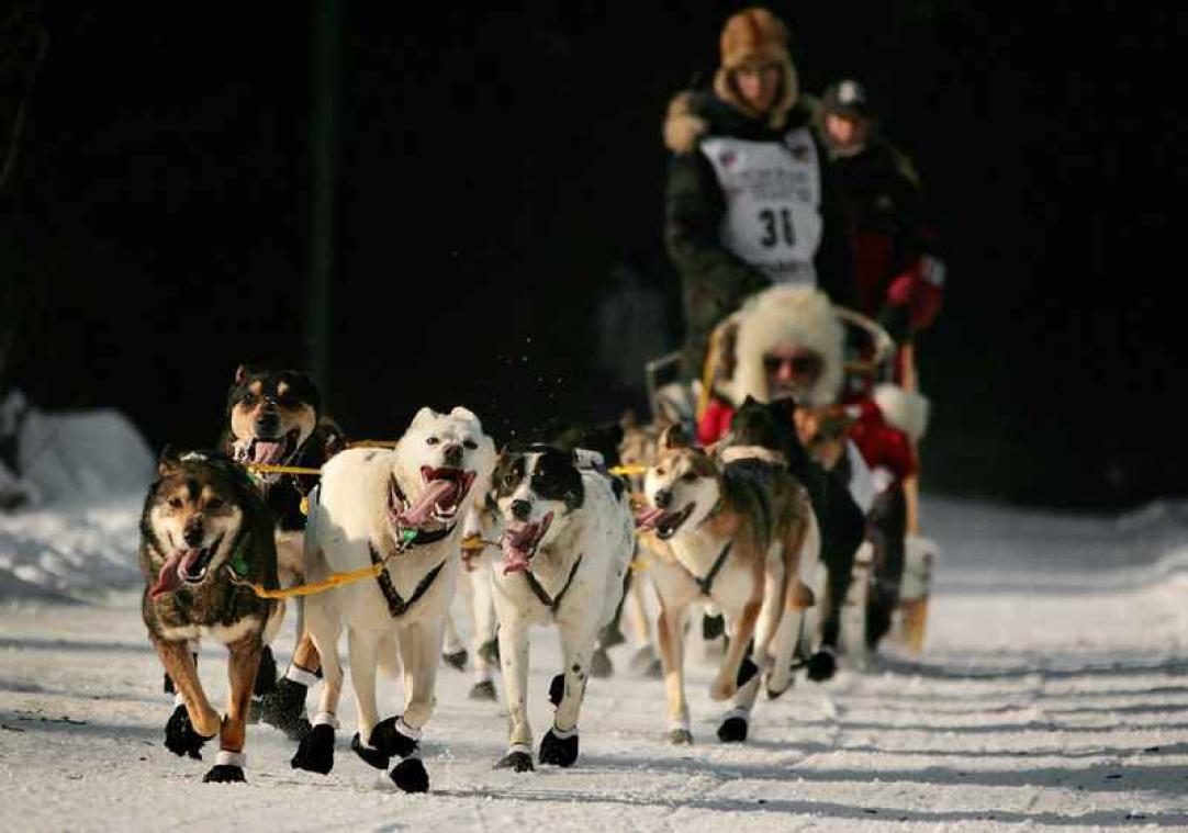 Sledehonden testen positief op doping