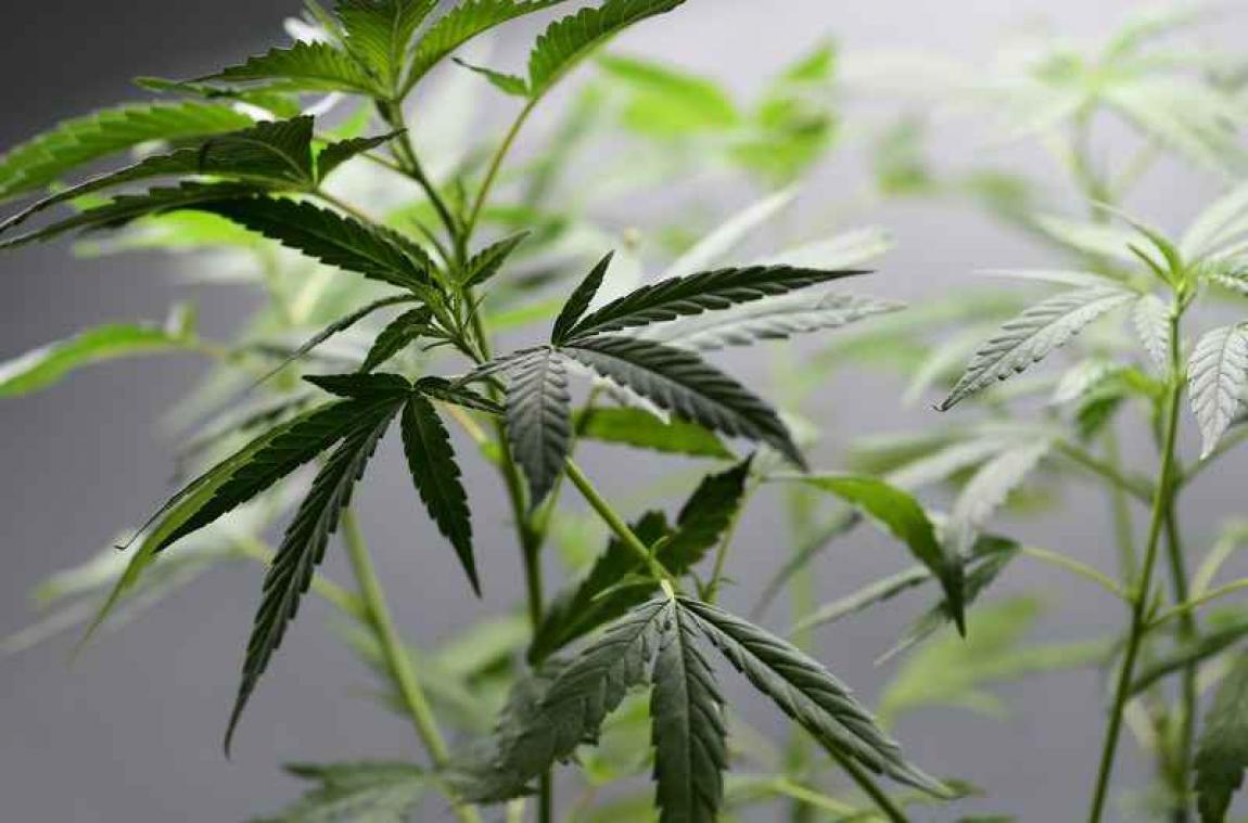 Koppel krijgt per ongeluk pakje met 30 kilogram marihuana