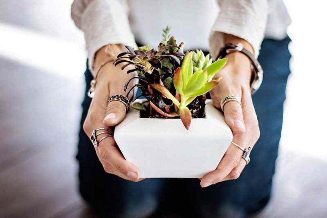 Deze tien planten helpen tegen een verkoudheid en slapeloosheid