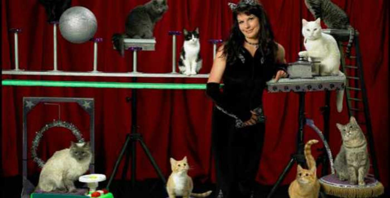 De ideale job voor kattenliefhebbers
