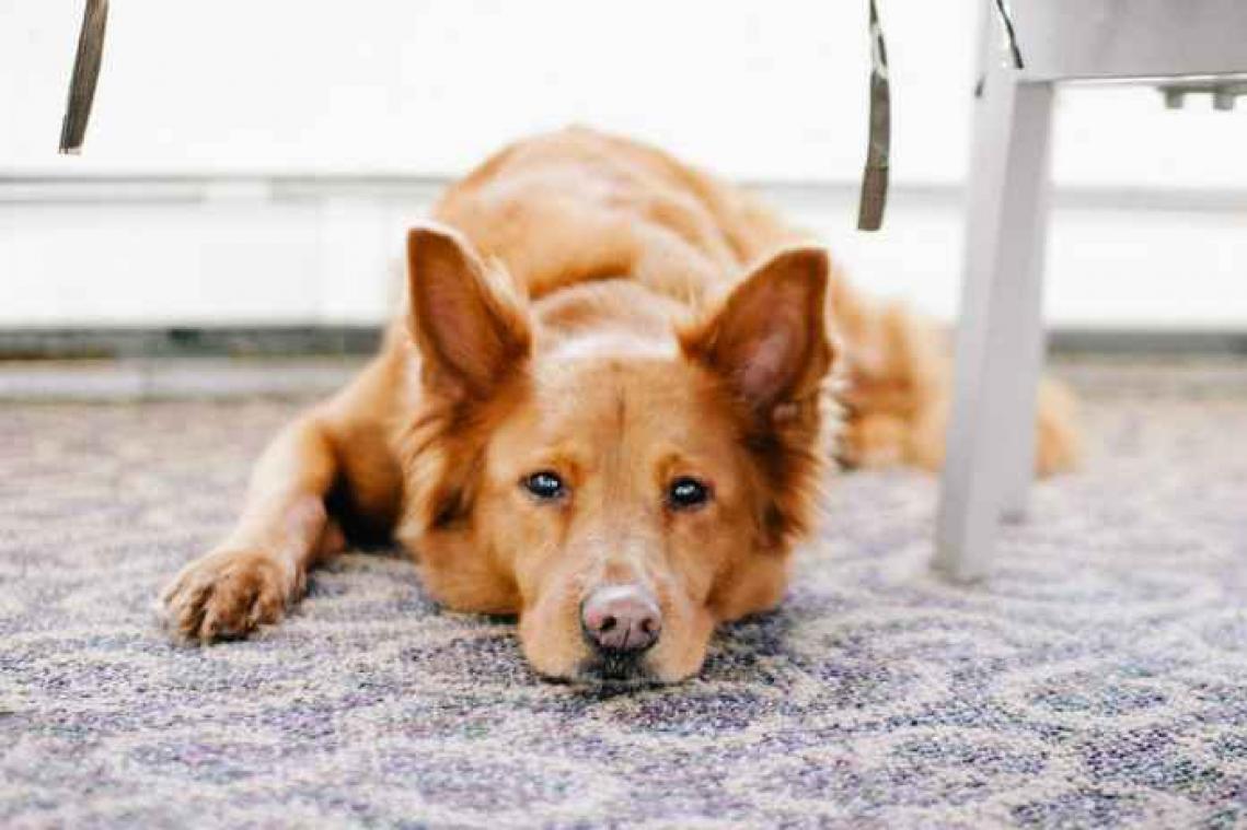 Honden liggen 's nachts ook wakker van hun gepieker
