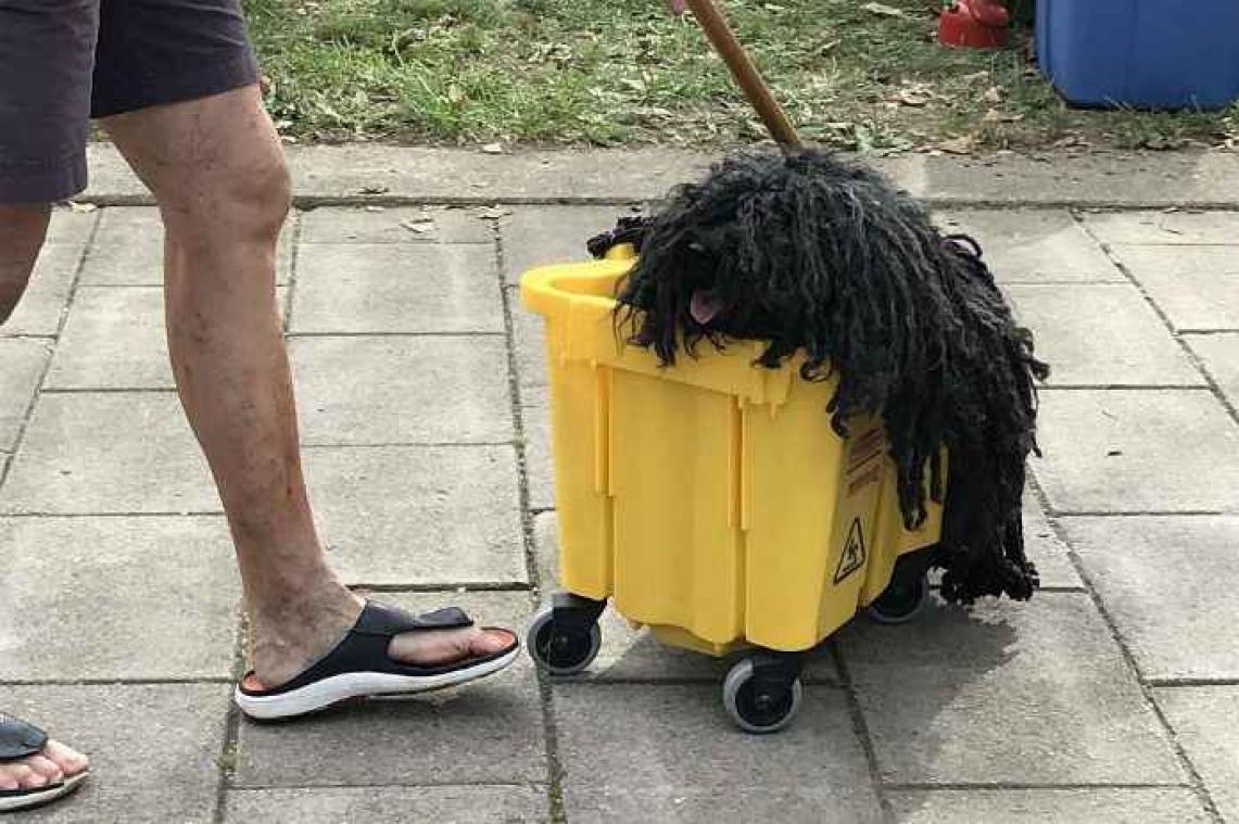 Hond met geniale Halloween-outfit gaat viraal