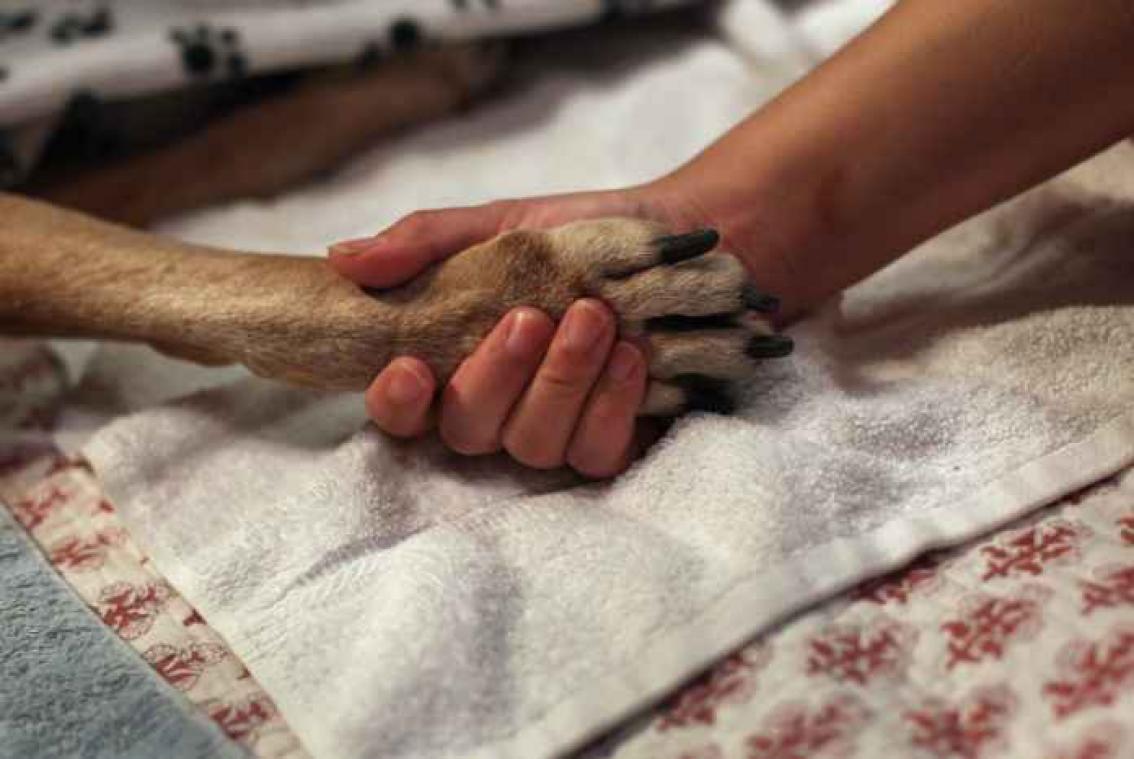 Dierenarts zegt tegen baasje dat hond een spuitje heeft gekregen, maar houdt hem zelf bij