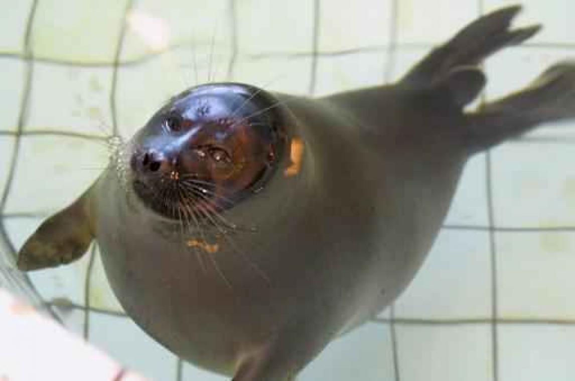 Mysterieus: 130 zeehonden dood aangetroffen op oever van Baikalmeer