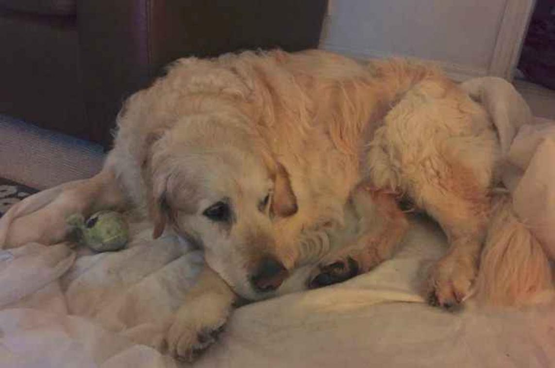 Het eerbetoon aan deze terminale hond is hartverwarmend