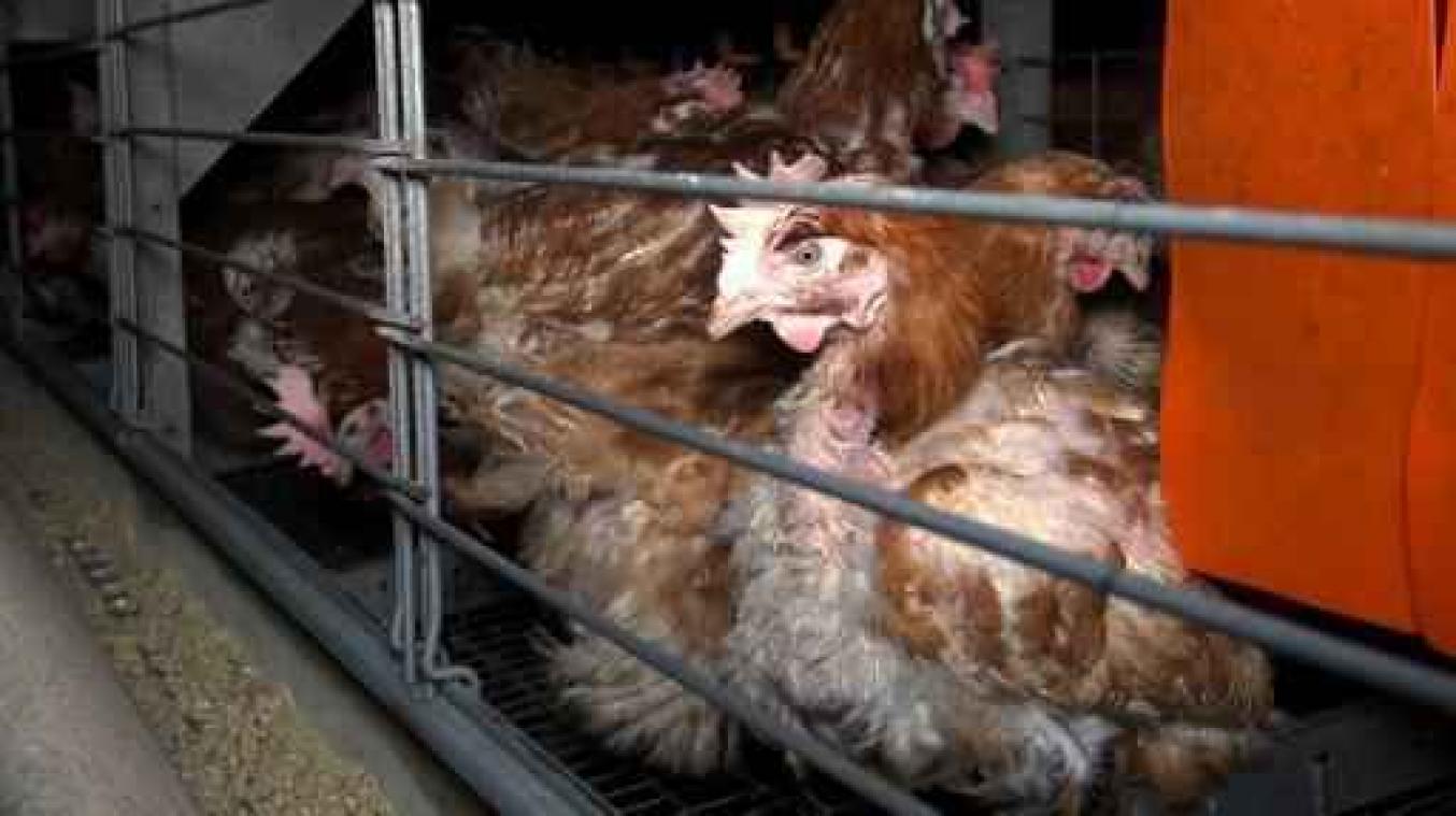 Nestlé bant vanaf 2025 alle eieren van legbatterijen