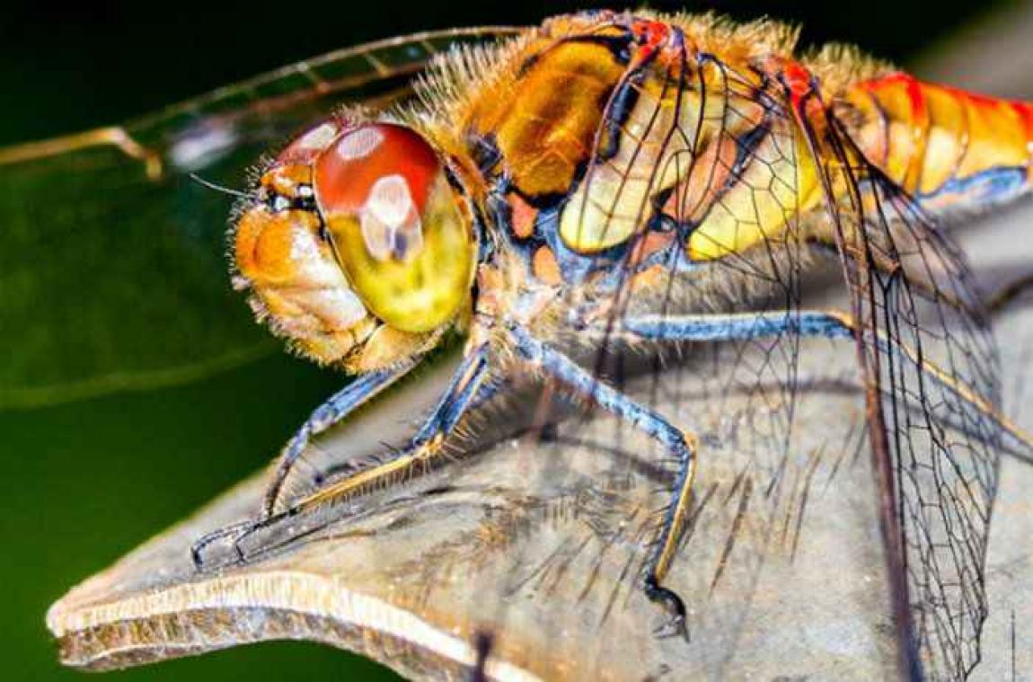 Fototip 5: Kies de ideale lens voor elke situatie