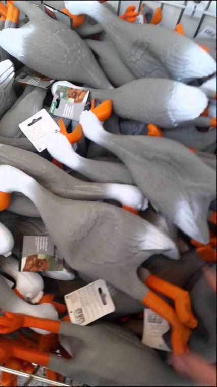 Begin uw dag goedgezind met dit filmpje