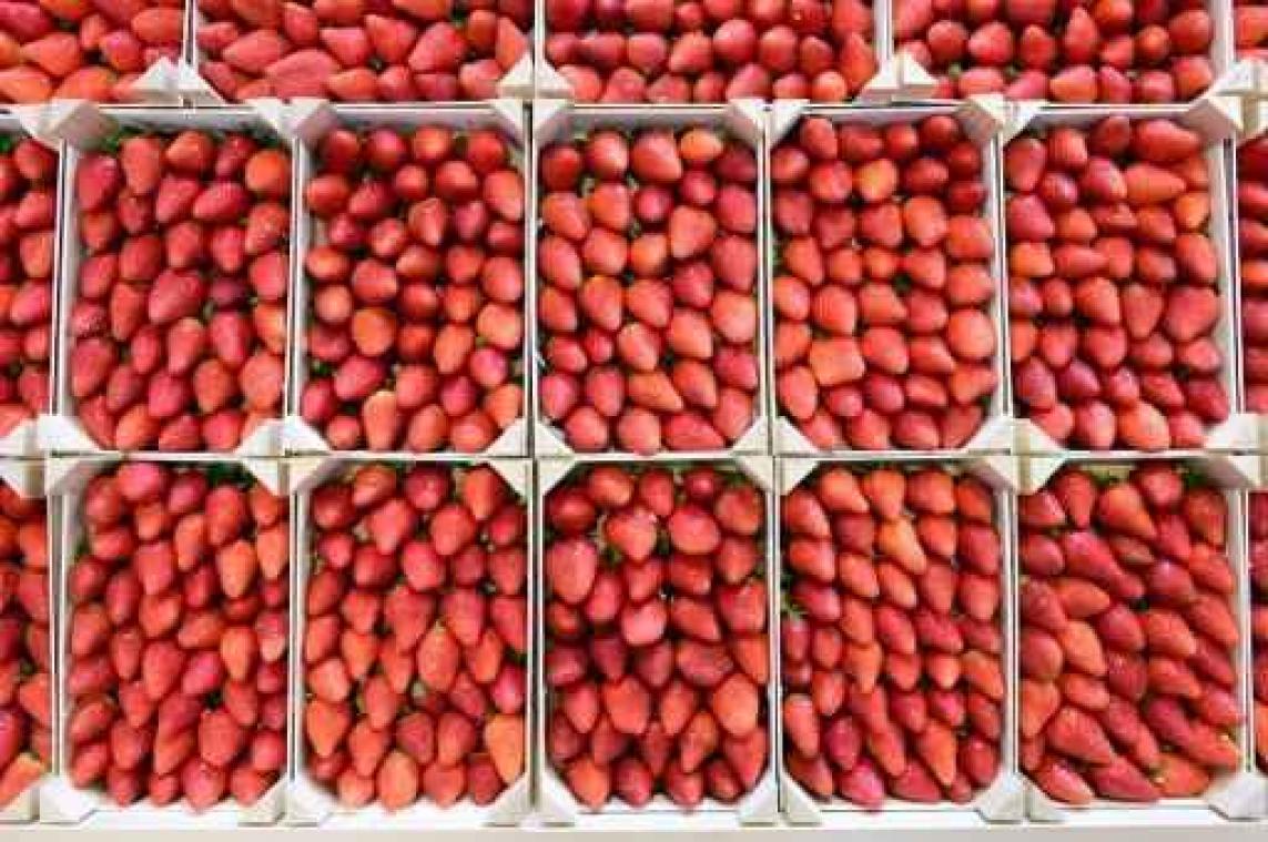 "Aardbei zes keer giftiger dan ander fruit"