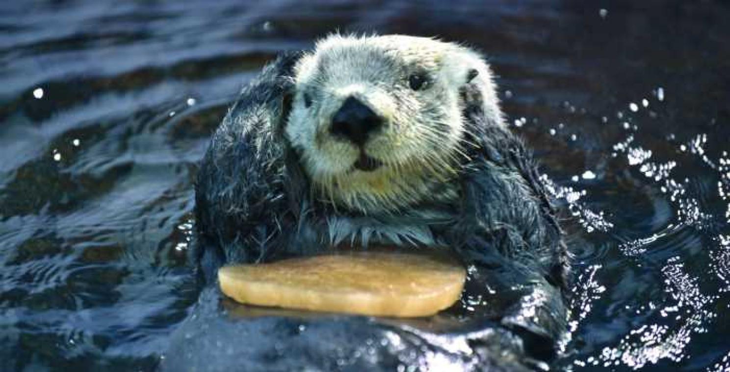 Biologen ontketenen #CuteOff op Twitter, met tal van schattige dieren als gevolg