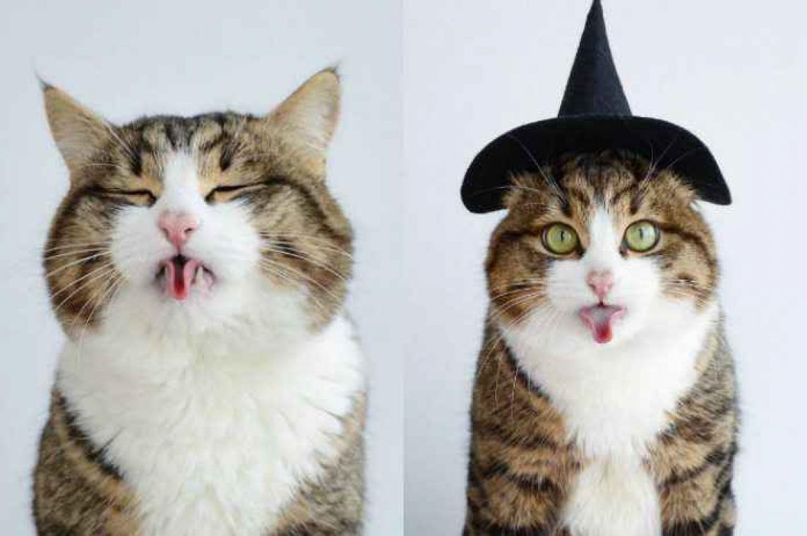 Deze kater doet trucjes met zijn tong
