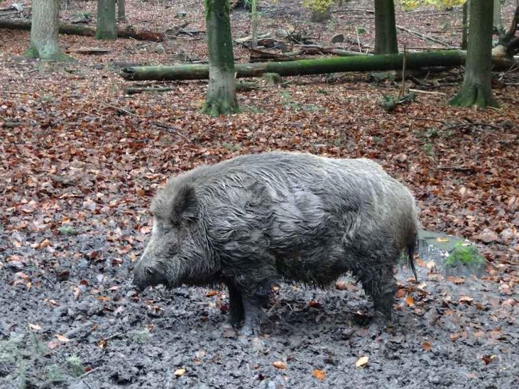 Everzwijnen veroorzaken steeds meer overlast in Vlaanderen