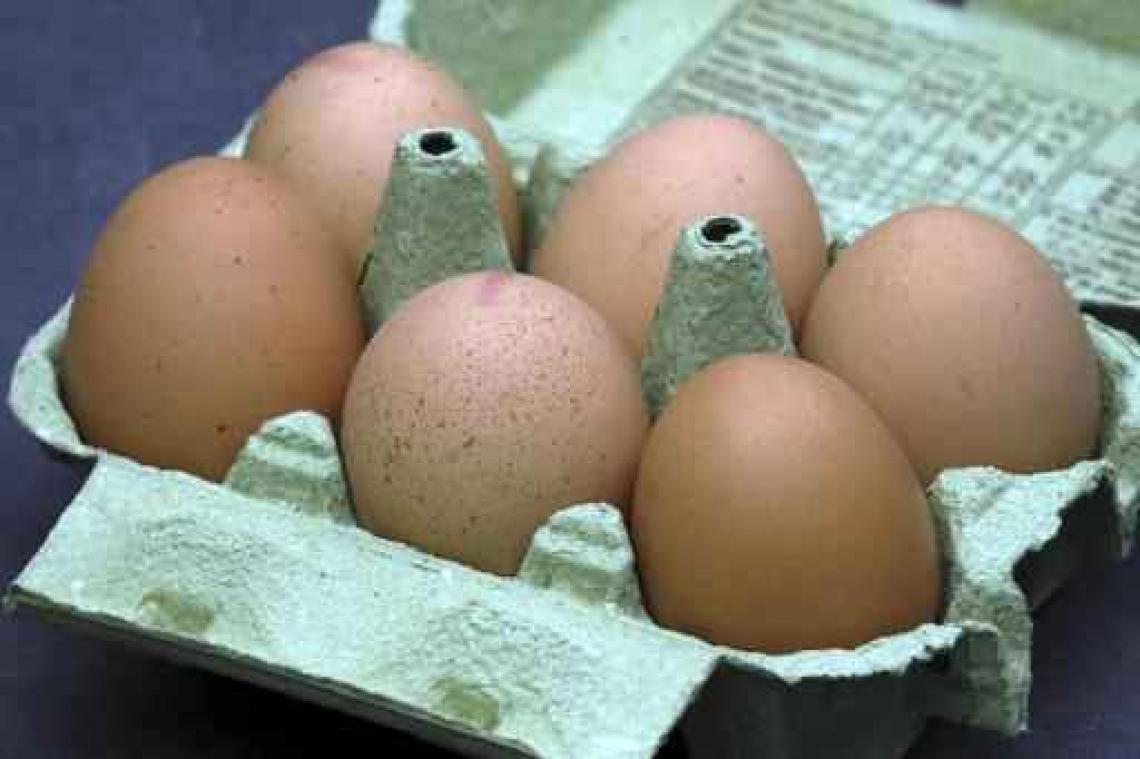 Animal Rights keert met schokkende beelden terug van West-Vlaams scharrelkippenbedrijf