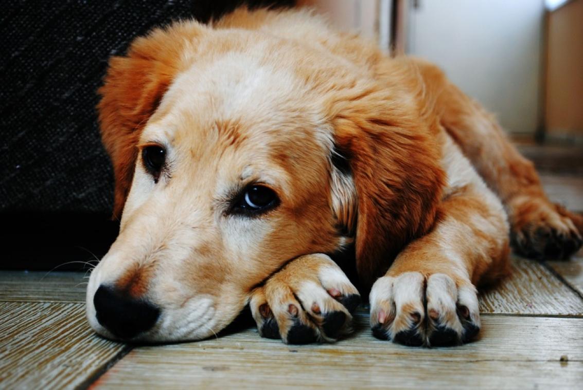 Leuvense politie moet te lieve politiehond laten gaan